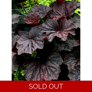 Heuchera 'Dark Magic'